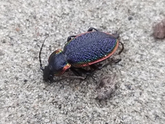 Carabus vietinghoffii