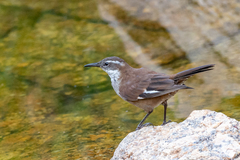 Cinclodes atacamensis