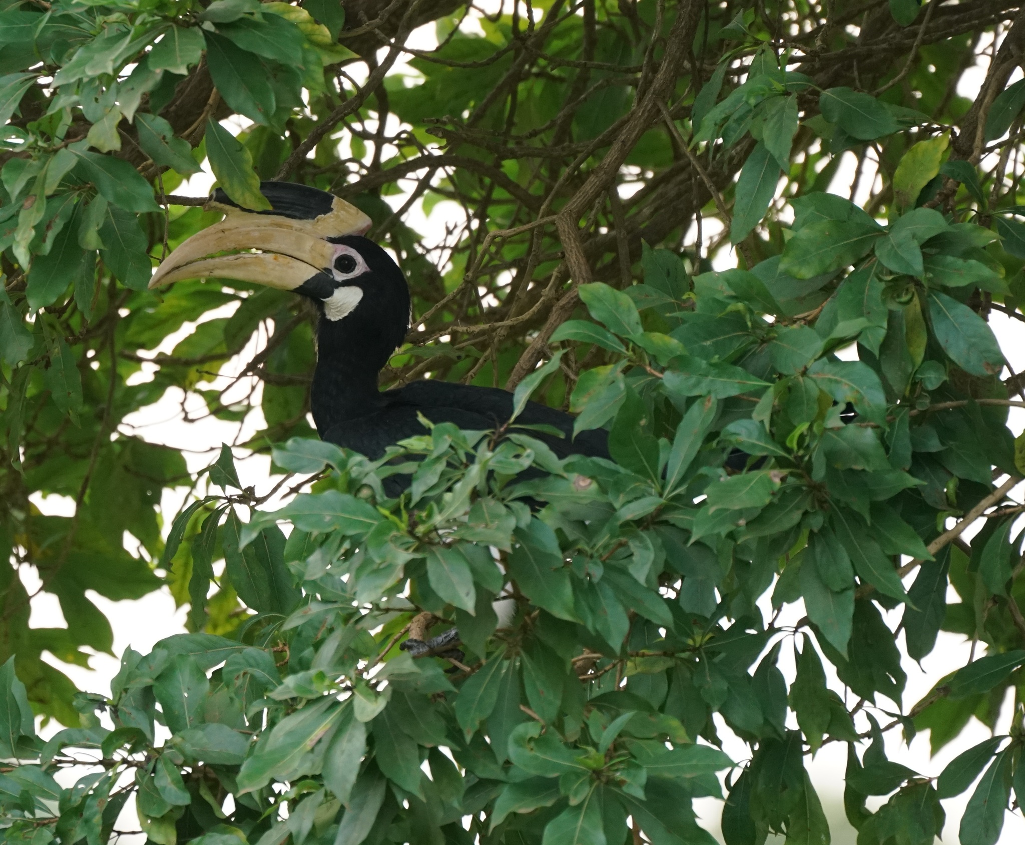 Malabar Pied Hornbill (Anthracoceros coronatus), photo 9