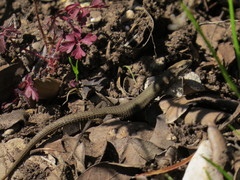 Algyroides fitzingeri