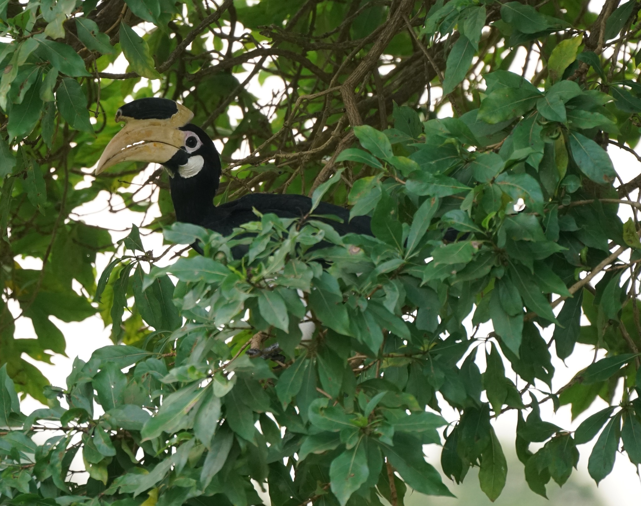 Malabar Pied Hornbill (Anthracoceros coronatus), photo 10