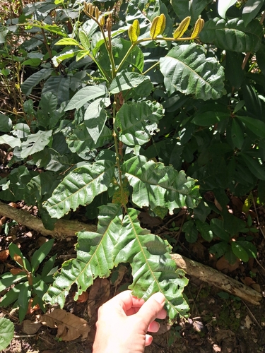 Cupania americana, photograph 3