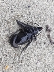 Carabus vietinghoffii