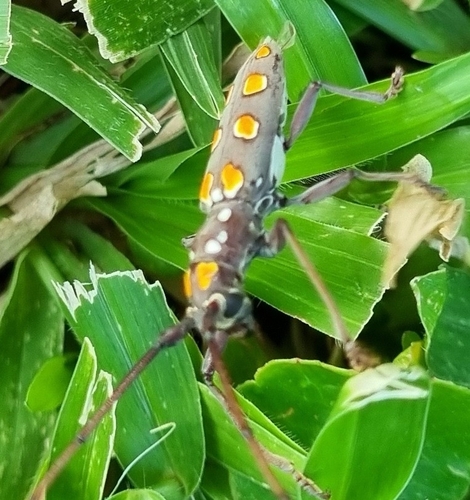 Olenecamptus siamensis
