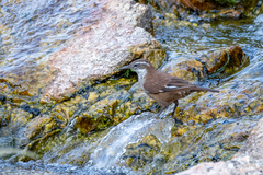 Cinclodes atacamensis