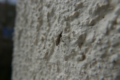 Anisopodidae