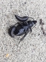 Carabus vietinghoffii