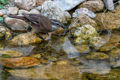 Cinclodes olrogi