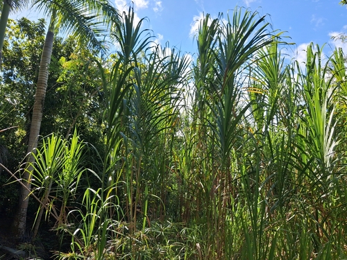 wildcane (Gynerium sagittatum)
