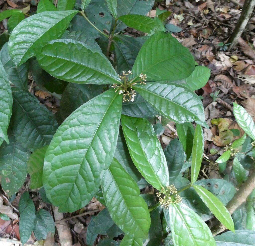 Eumachia sciadephora