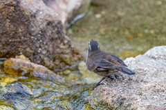 Cinclodes olrogi