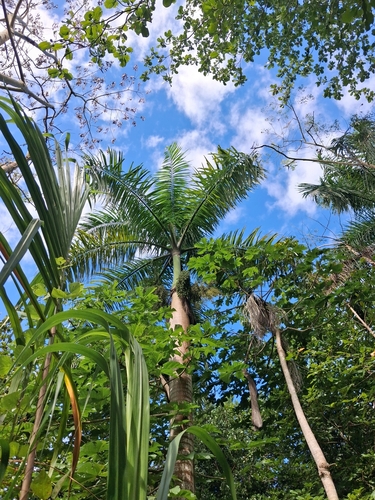 Roystonea borinquena, photograph 2