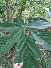 (c) Kurt Miller, some rights reserved (CC BY-SA) Sterculia apetala, photograph (c) Kurt Miller, some rights reserved (CC BY-SA)