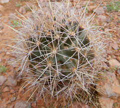 Coryphantha robustispina uncinata