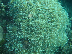 Euphyllia glabrescens