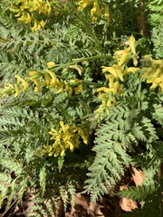 Corydalis cheilanthifolia