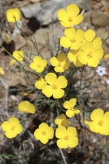 Eschscholzia lobbii