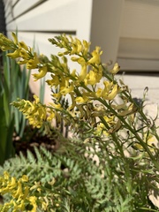 Corydalis cheilanthifolia