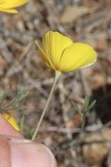 Eschscholzia lobbii, photograph (c) Cricket Raspet, some rights reserved (CC BY)