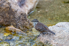 Cinclodes olrogi