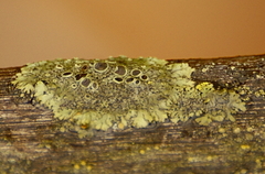 Phaeophyscia ciliata