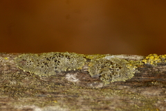 Phaeophyscia ciliata