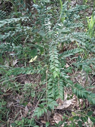 Eugenia monticola
