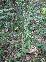 Eugenia monticola