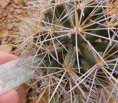 Coryphantha robustispina uncinata
