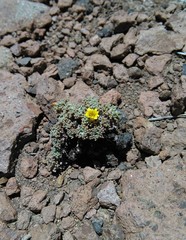 Oxalis erythrorrhiza