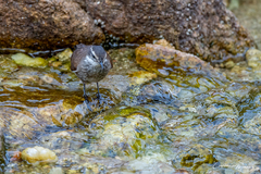 Cinclodes olrogi