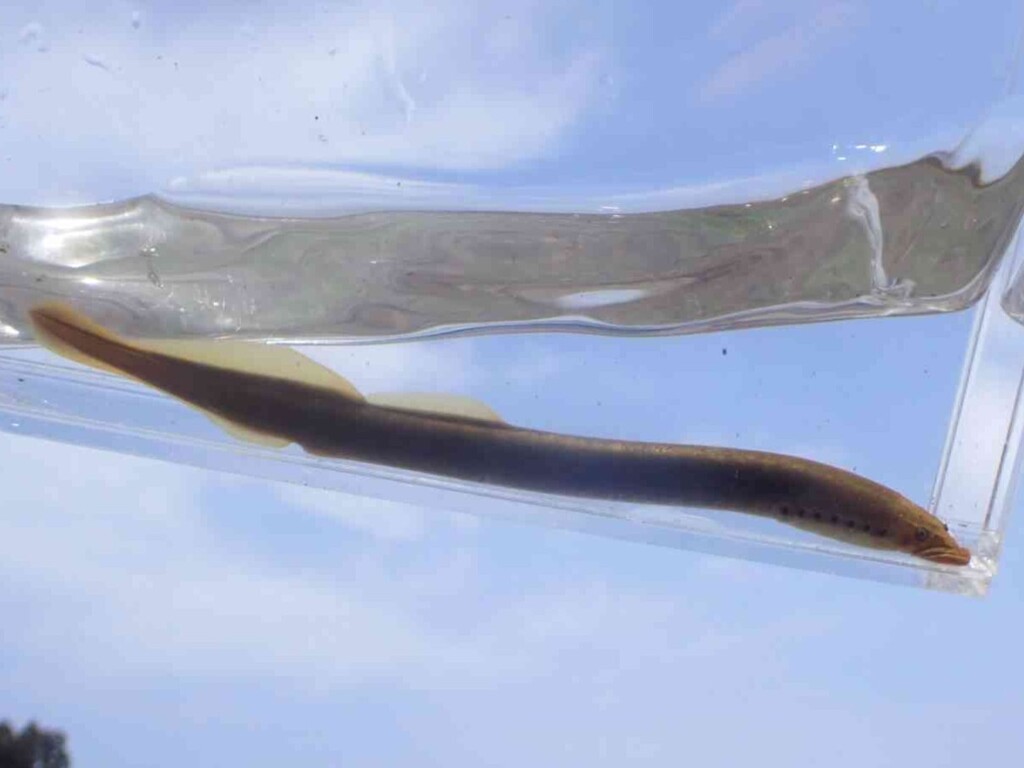 Asiatic brook lamprey (Lethenteron reissneri) — Petromyzontidae
