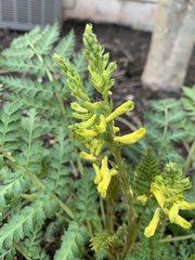 Corydalis cheilanthifolia