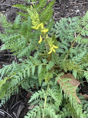 Corydalis cheilanthifolia