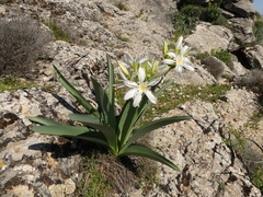 Pancratium illyricum