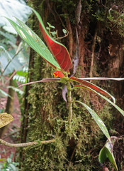 Columnea dimidiata