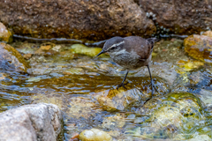 Cinclodes olrogi