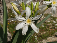 Pancratium illyricum