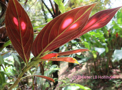 Columnea dimidiata