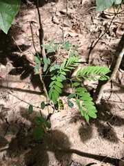 Albizia procera, photograph (c) Kurt Miller, some rights reserved (CC BY-SA)