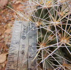 Coryphantha robustispina uncinata
