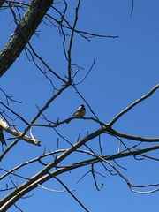 Poecile carolinensis