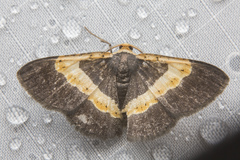 Peratophyga trigonata