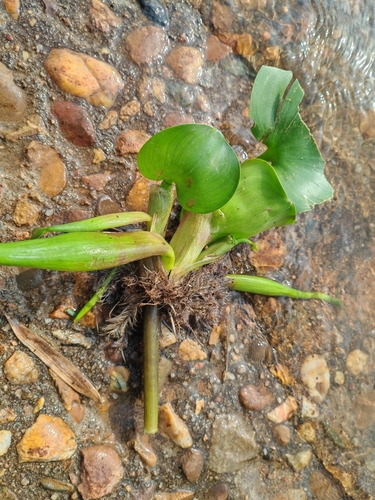 common water hyacinth