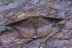 Fascellina clausaria