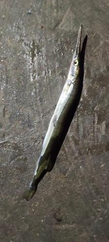 Freshwater Garfish