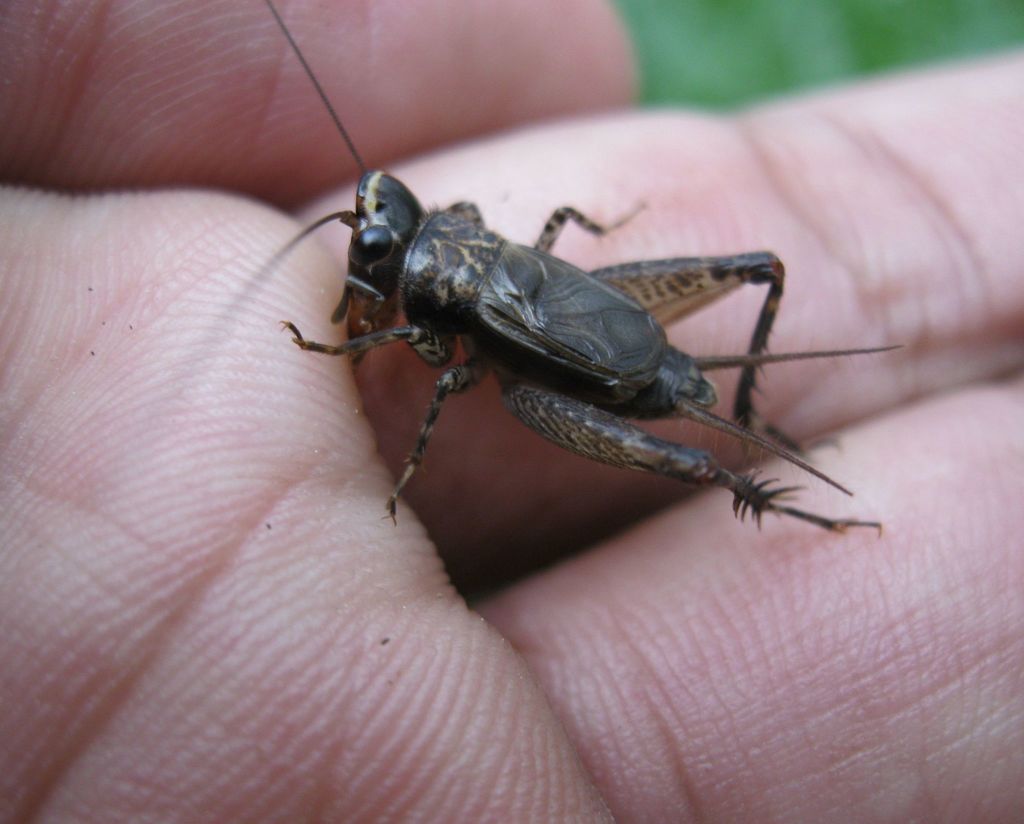 Loxoblemmus parabolicus