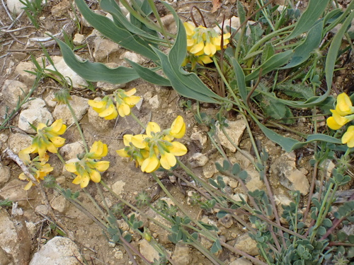 Coronilla minima, photograph 3