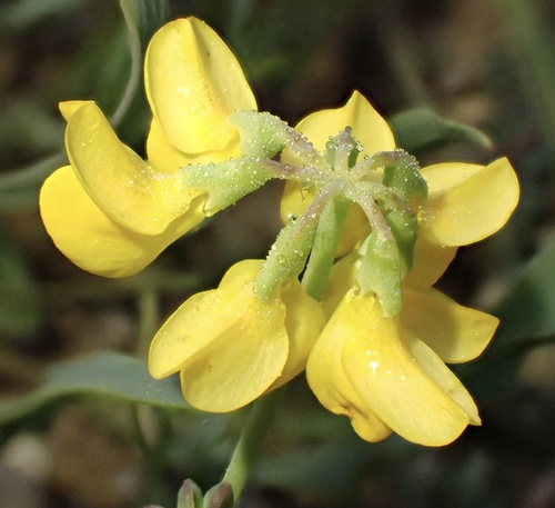 Coronilla minima, photograph 4