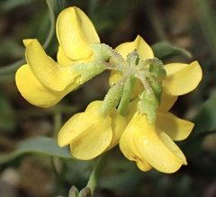 Coronilla minima, photograph author not stated, no rights reserved